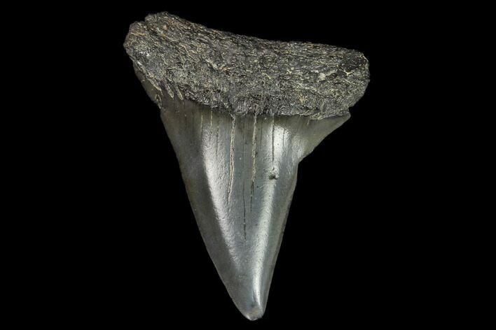 Fossil Mako Shark Tooth - South Carolina #128743